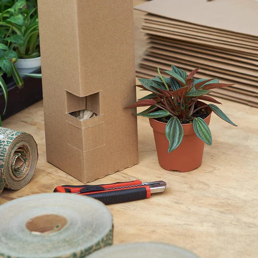 Online Plant Shopping: How to Care for Plants After the Shipping Process